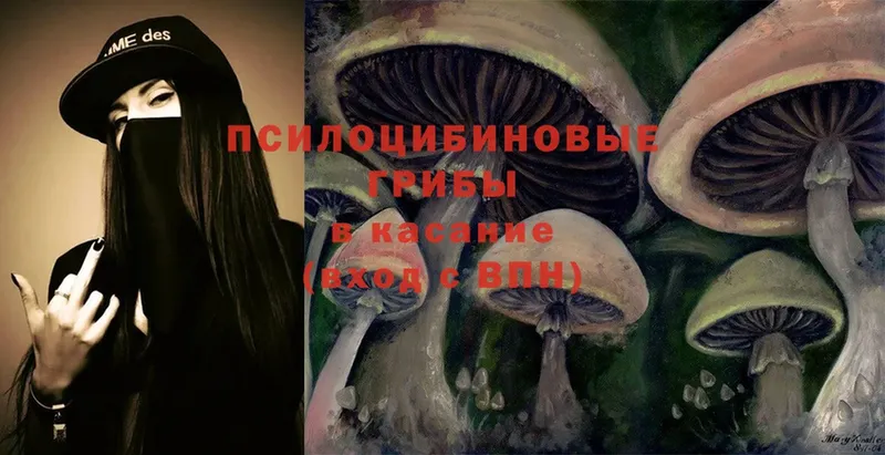 где продают   Каменск-Уральский  Псилоцибиновые грибы Cubensis 